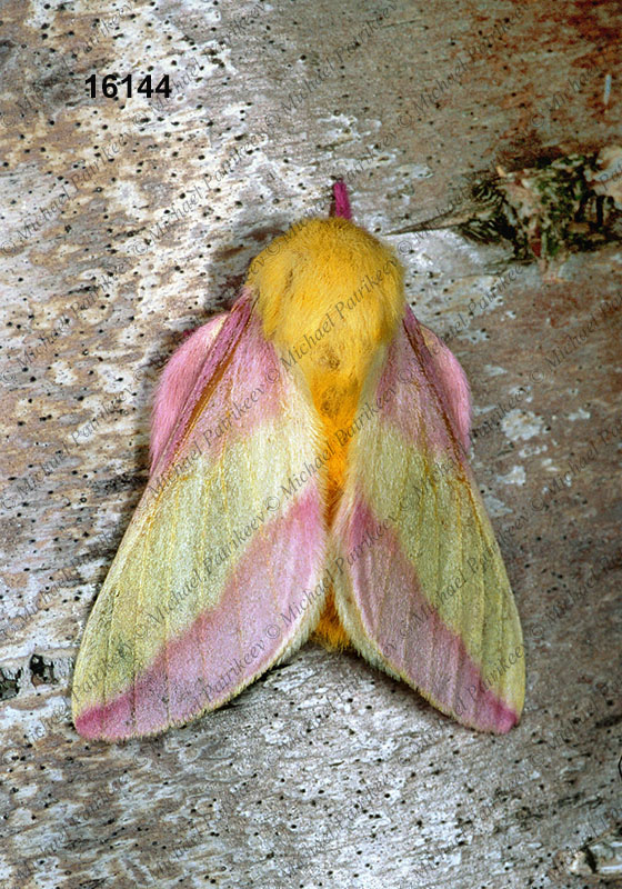 Rosy Maple Moth (Dryocampa rubicunda)